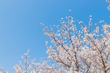 快晴の桜