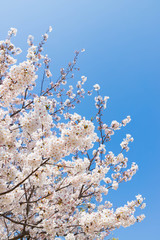 快晴の桜
