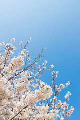 快晴の桜
