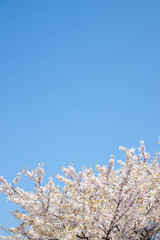 快晴の桜