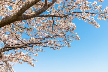 快晴の桜