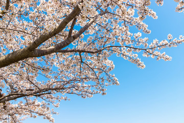 快晴の桜