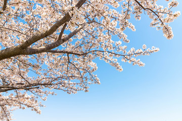 快晴の桜