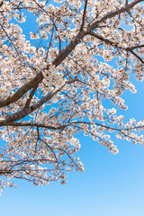 快晴の桜