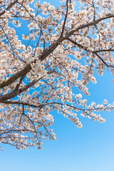 快晴の桜