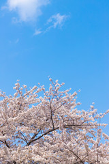 快晴の桜