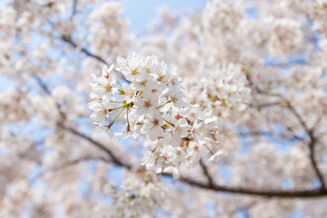 快晴の桜