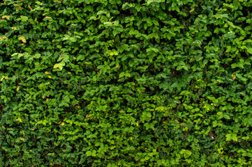 Leaf wall background