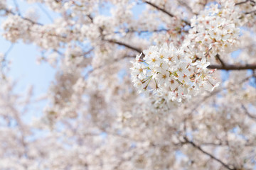 快晴の桜