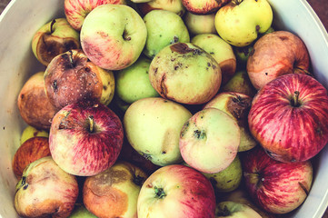 A pile of red and green ripe apples. 