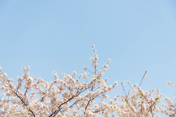 快晴の桜