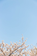 快晴の桜