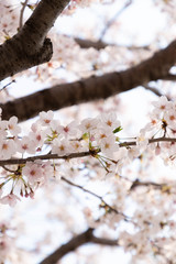 快晴の桜