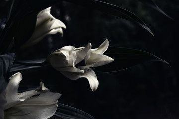 White lilies at night.  Dark and grim flower background.