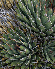 Prickly Plants in Red Rock Canyon