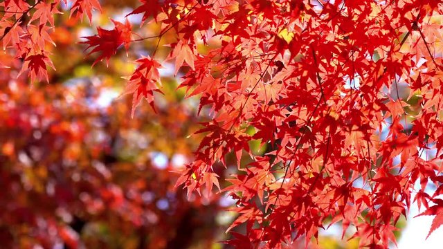 Vivid red maple leaves hanging at autumn season, close up shot