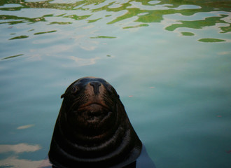 seal