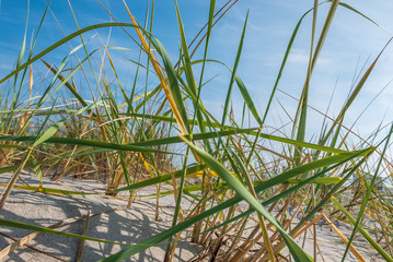 D&uuml;nengras am Strand