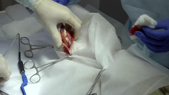 veterinarian are operating knee ligament of dog, detail view, cutting issues