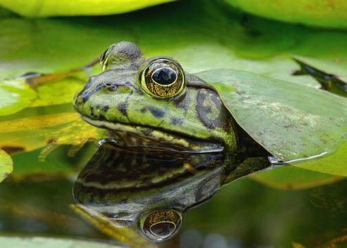 American Bullfrog in pond and head reflection taken in Southern California, United States.