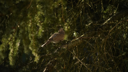  Turtledove nestled in a pine tree