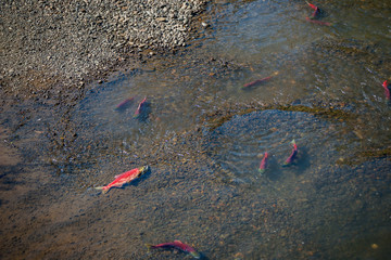 Sockeye Salmon Redds - Spawning Pacific Salmon