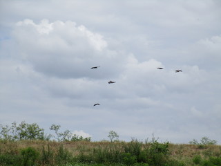 Danube Delta