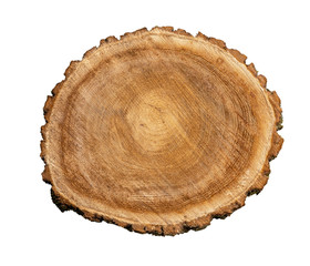 cross section of tree trunk