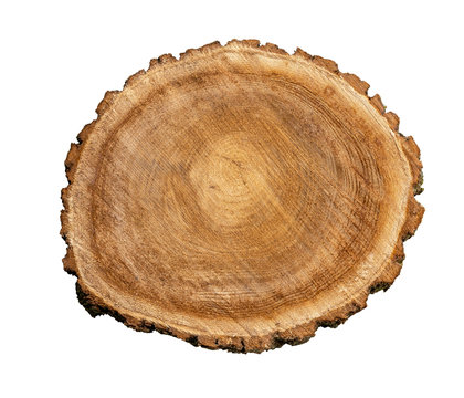 Cross Section Of Tree Trunk