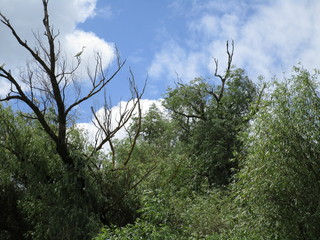 Danube Delta