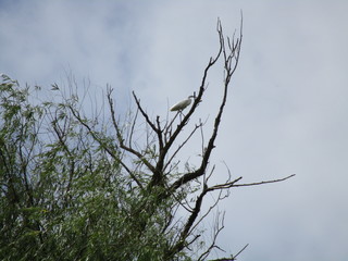 Danube Delta