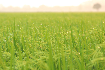 Blur paddy rice field in the morning background