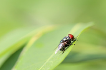 Beautiful insect fly on green leaf