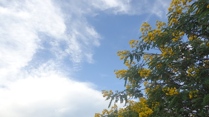 flores al cielo