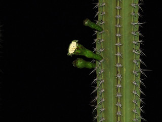 Primer plano de las flores de un cactus (Subpilocereus repanthes)