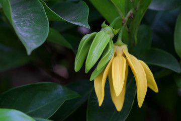 Obraz premium Artabotrys siamensis flower on tree.