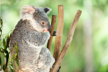 Australian Koala