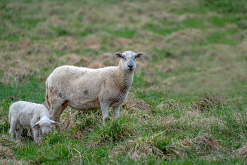 Fototapeta premium newborn baby lamb drinking milk from mother in grass on organic farm