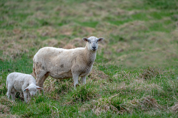newborn baby lamb drinking milk from mother in grass on organic farm