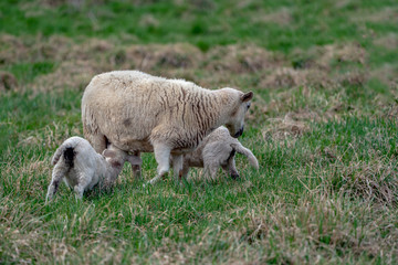 Naklejka na ściany i meble newborn baby lamb drinking milk from mother in grass on organic farm