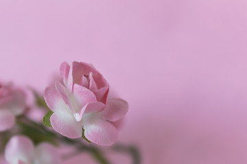 Delicate and decorative flower frame on pink background