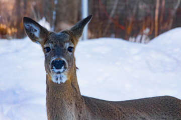 White tail deer starring at camera