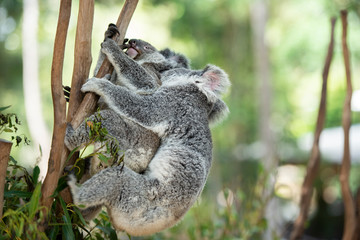 Australian Koalas