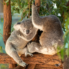 Australian Koalas