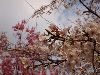 さくら