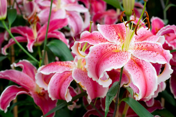 Lily La Mancha Flowers with beautiful bouquets for giving to loved ones.