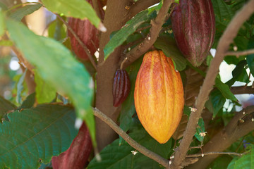 Group of cacao pods
