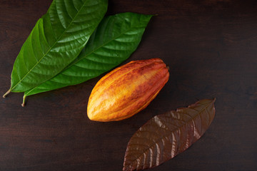 Cacao raw ingredients 