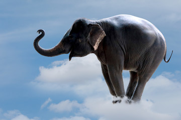 Elephant stand alone on the cloud