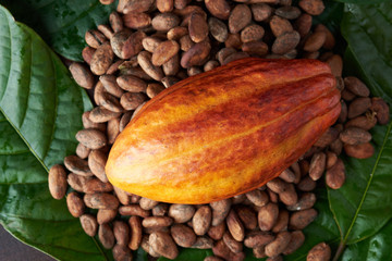 Cocoa plant set